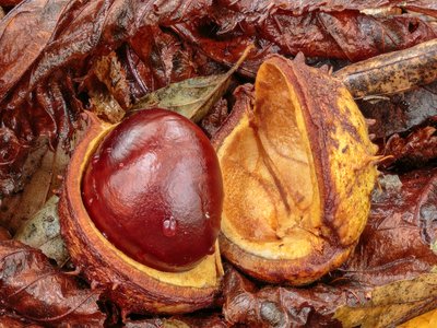 Aesculus