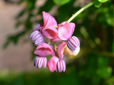 Akebia