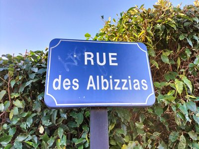 Albizzia