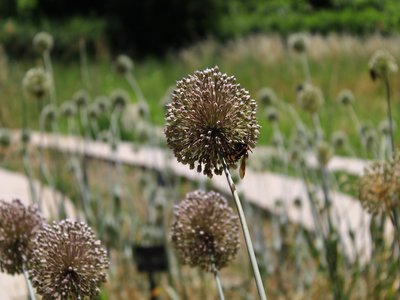 Allium