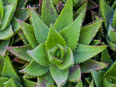 Aloe