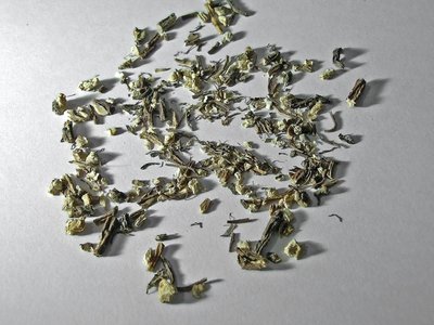 Angelica Root