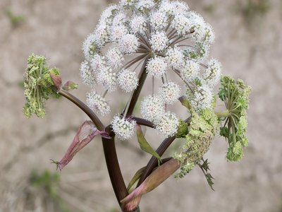 Angelica