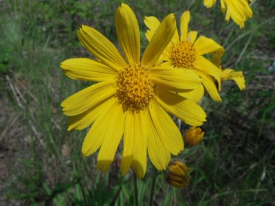 Arnica