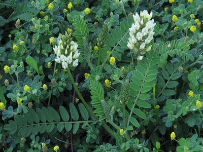 Astragalus