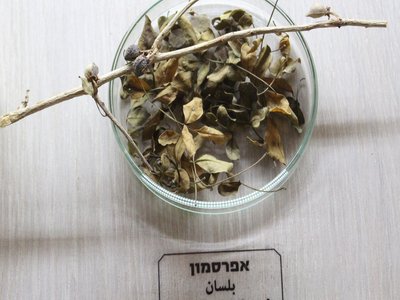 Balm of Gilead