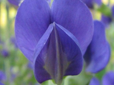 Baptisia