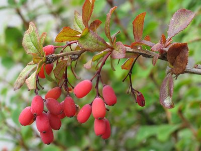 Barberry