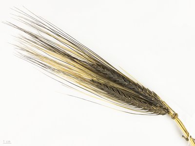 Barley
