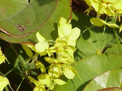 Barrenwort