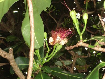 Barringtonia