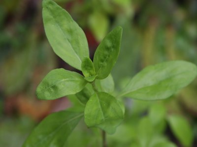 Bastard Pennyroyal