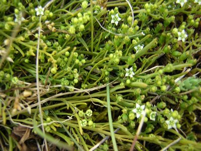 Bastard Toadflax