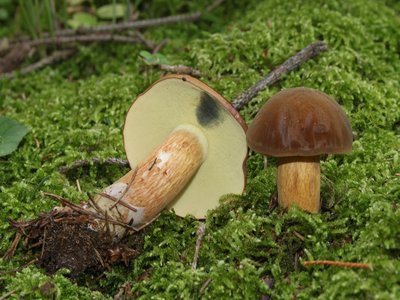 Bay Bolete