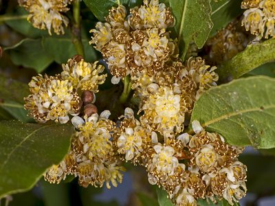Bay Laurel