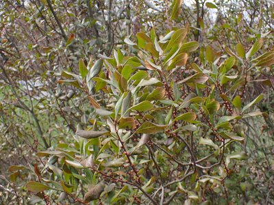 Bayberry