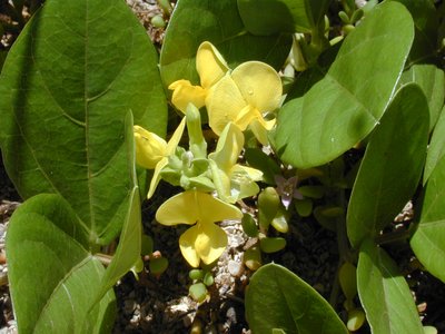 Beach Pea