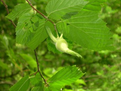Beaked Hazelnut