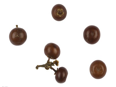 Bearberry