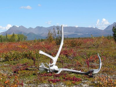 Bearberry Willow