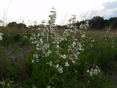 Beardtongue