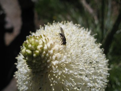 Beargrass