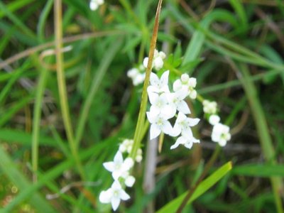 Bedstraw