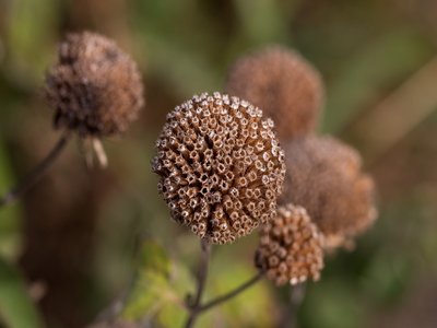 Bee Balm
