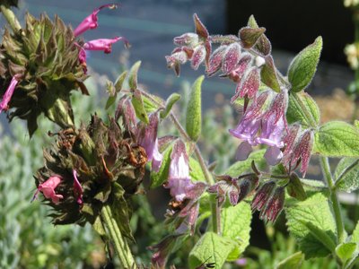 Bee Sage