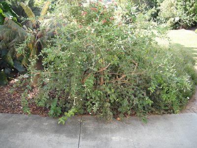 Beebrush