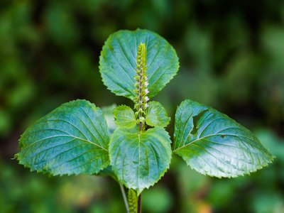 Beefsteak Plant