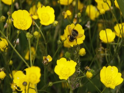 Bees and Buttercups