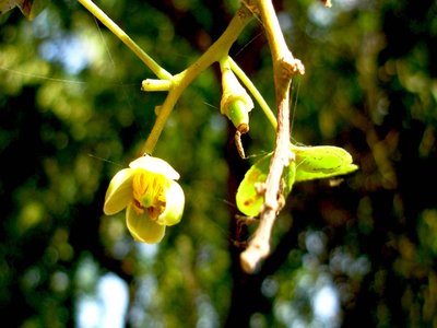 Bengal Quince
