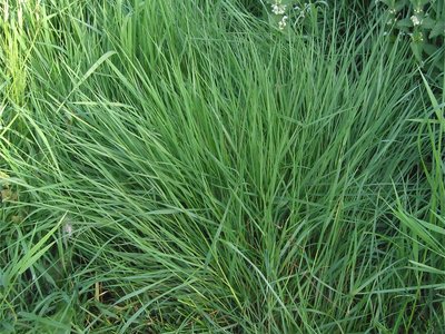 Bent Grass