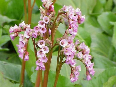 Bergenia