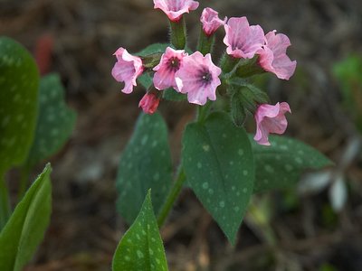 Bethlehem Sage