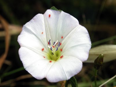 Bindweed