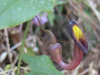 Birthwort