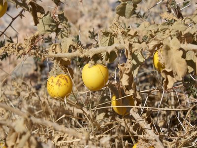 Bitter Nightshade