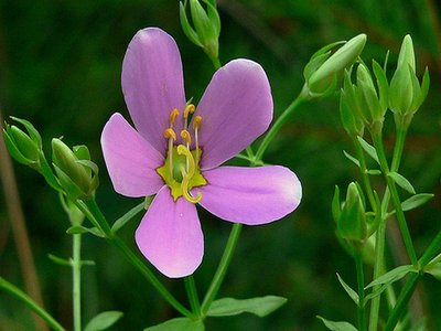 Bitterbloom