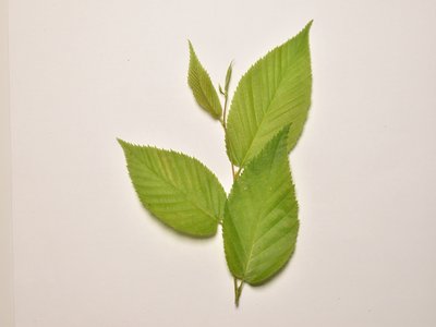 Black Birch