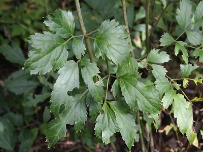 Black Bugbane