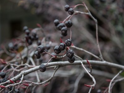Black Chokeberry
