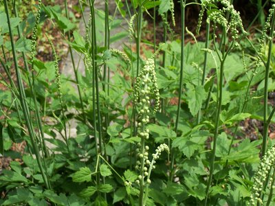 Black Cohosh