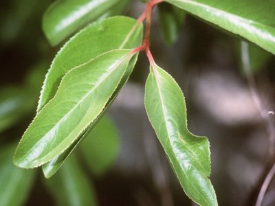 Black Haw