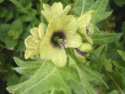 Black Henbane