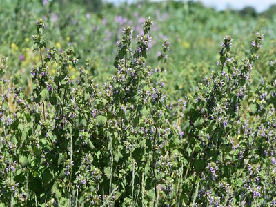 Black Horehound