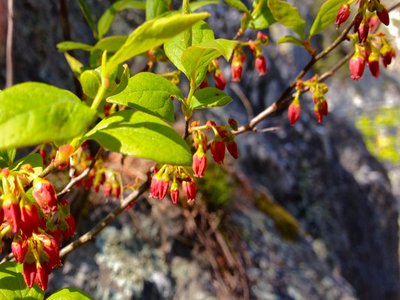 Black Huckleberry