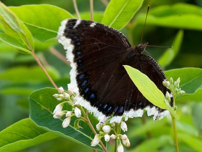 Black Indian Hemp