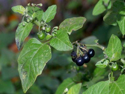 Black Nightshade